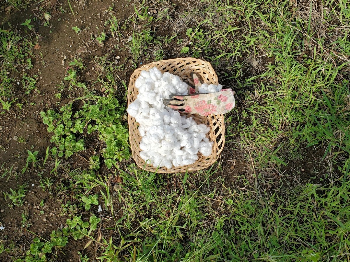 綿の収穫と葡萄をととのえる